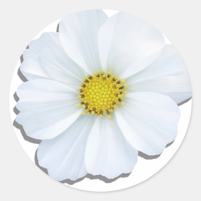 Pegatinas - Cosmos blancos (Anverso)