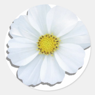 Pegatinas - Cosmos blancos