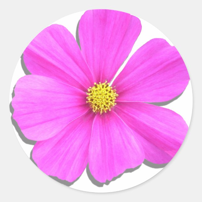Pegatinas - Cosmos rosa oscuro (Anverso)