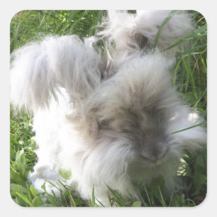 Pegatinas cuadrados - Angora Rabbit "Bradley" ingl