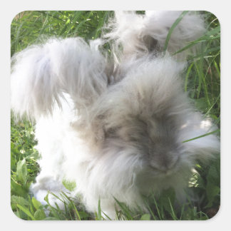 Pegatinas cuadrados - Angora Rabbit "Bradley" ingl