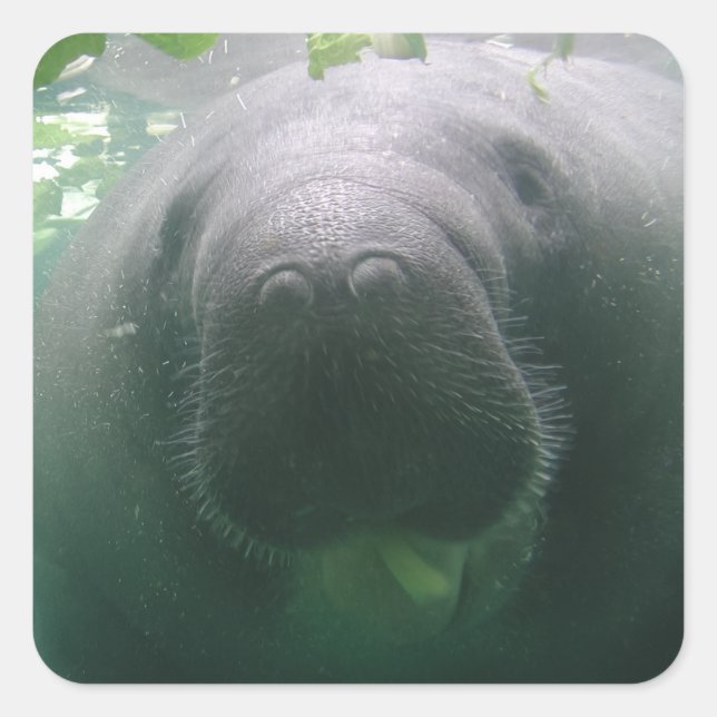 Pegatinas cuadrados de Manatee descuidados (Anverso)