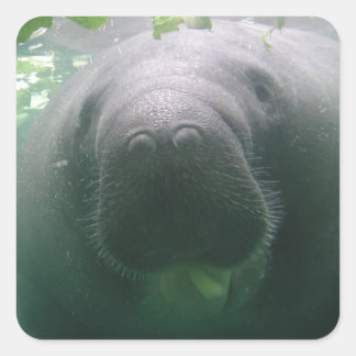 Pegatinas cuadrados de Manatee descuidados