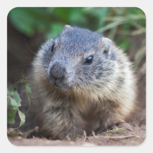 Pegatinas curiosos de la marmota del bebé