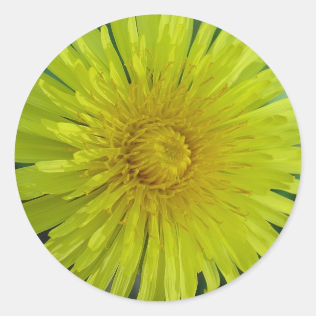 Pegatinas - Dandelion (Anverso)