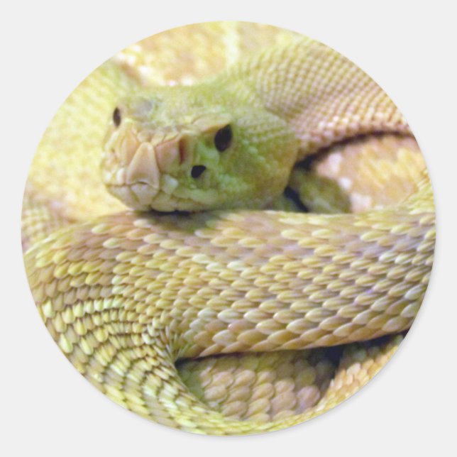 Pegatinas de Albino Rattlesnake (Anverso)