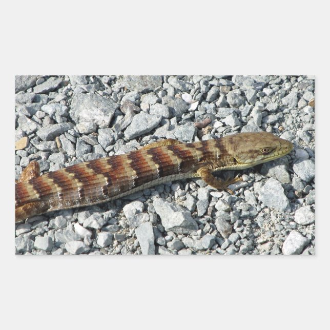 Pegatinas de Alligator Lizard (Anverso)