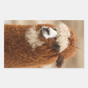 Pegatinas de Alpaca