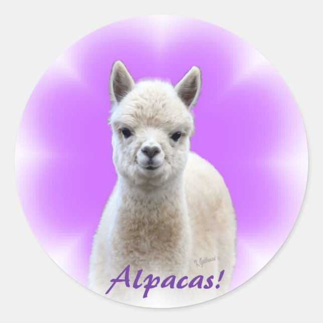 Pegatinas de Alpaca Hope (Anverso)