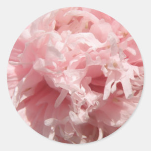 Pegatinas de amapola rosa pálida bonito