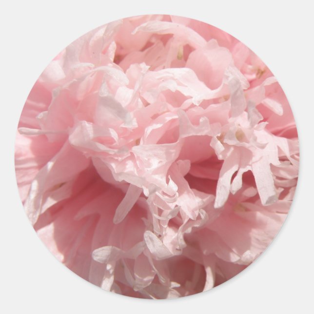 Pegatinas de amapola rosa pálida bonito (Anverso)