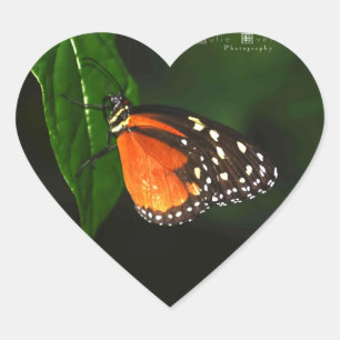 Pegatinas de amor de mariposa