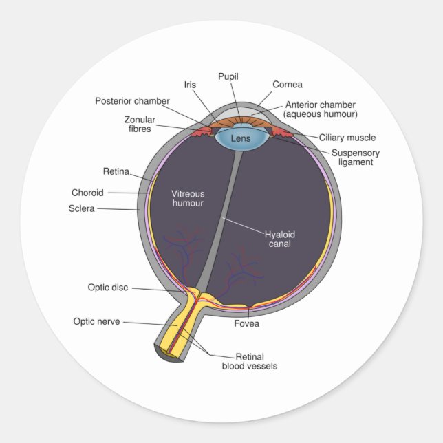 Pegatinas de Anatomía de Ojos (Anverso)