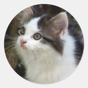 Pegatinas de Angels With Whiskers (gatitos)