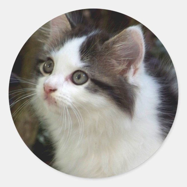 Pegatinas de Angels With Whiskers (gatitos) (Anverso)