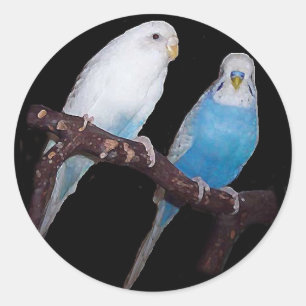 pegatinas de Ariel Oscar budgie