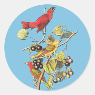 Pegatinas de arte para aves de John J Audubon Summ
