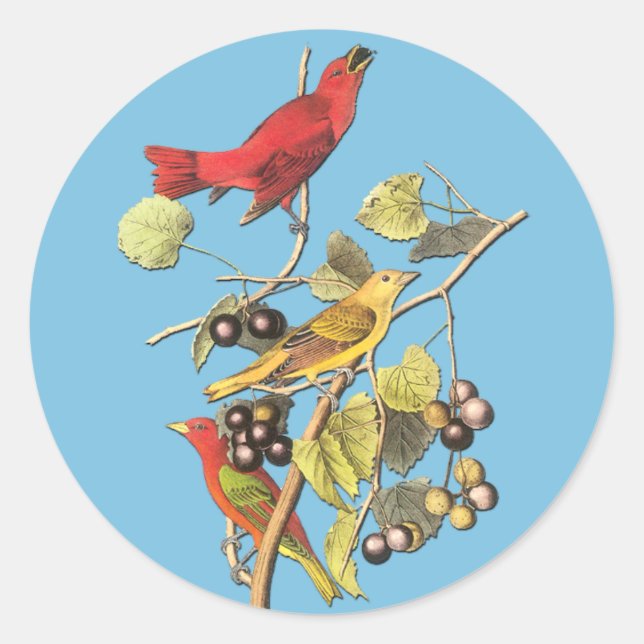 Pegatinas de arte para aves de John J Audubon Summ (Anverso)
