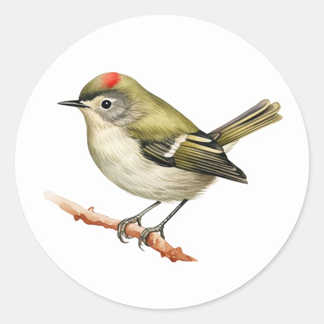 Pegatinas de aves de Kinglet coronados por Ruby (Anverso)