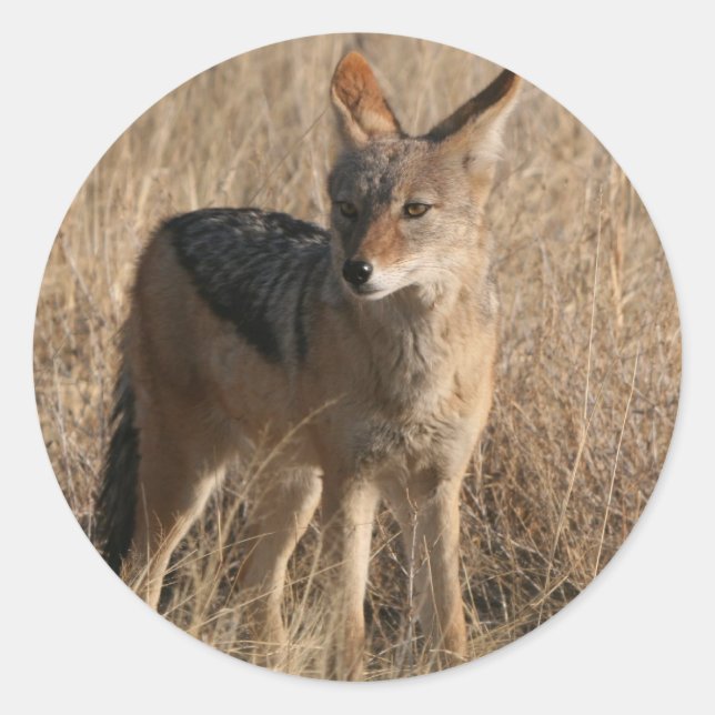 Pegatinas de Baby Coyotes (Anverso)