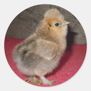 Pegatinas de Baby Silkie Chick