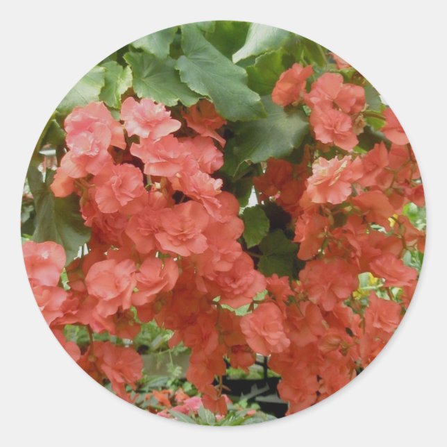Pegatinas de Begonia (Anverso)