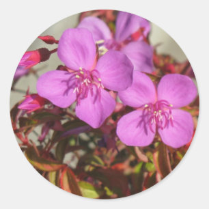 Pegatinas de Begonias