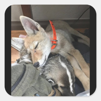 Pegatinas de Benny y Doc