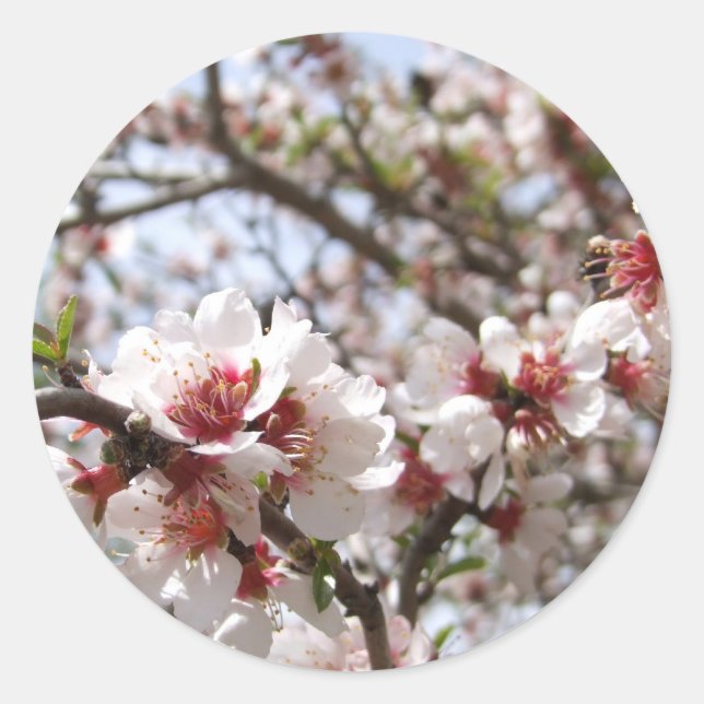 Pegatinas de Blossom (Anverso)