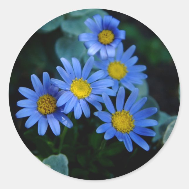 Pegatinas de Blue Daisy (Anverso)
