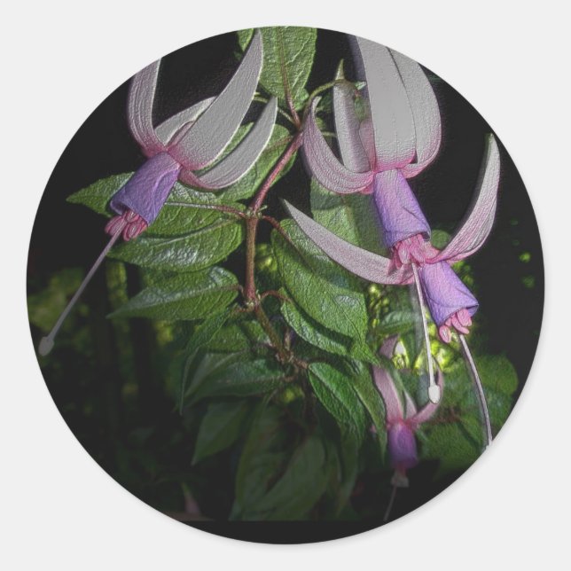 Pegatinas de Blue Fushia (Anverso)