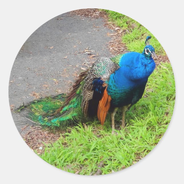 Pegatinas de Blue Peacock #1 (Anverso)