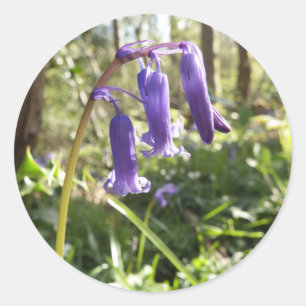Pegatinas de Bluebells
