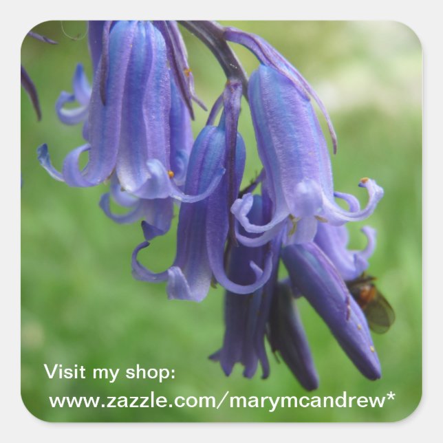 Pegatinas de Bluebells WIldflower (Anverso)
