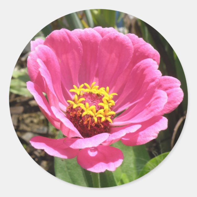Pegatinas de bonito Rosa Zinnia (Anverso)