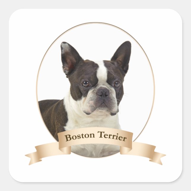 Pegatinas de Boston Terrier (Anverso)