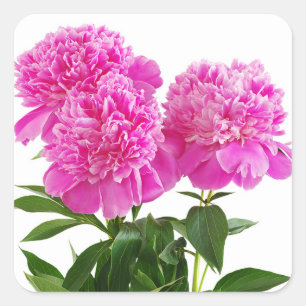 Pegatinas de Bouquet Pink Peony Flowers
