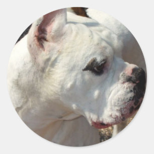 Pegatinas de Boxer