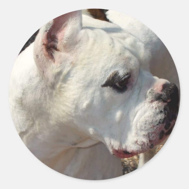 Pegatinas de Boxer (Anverso)