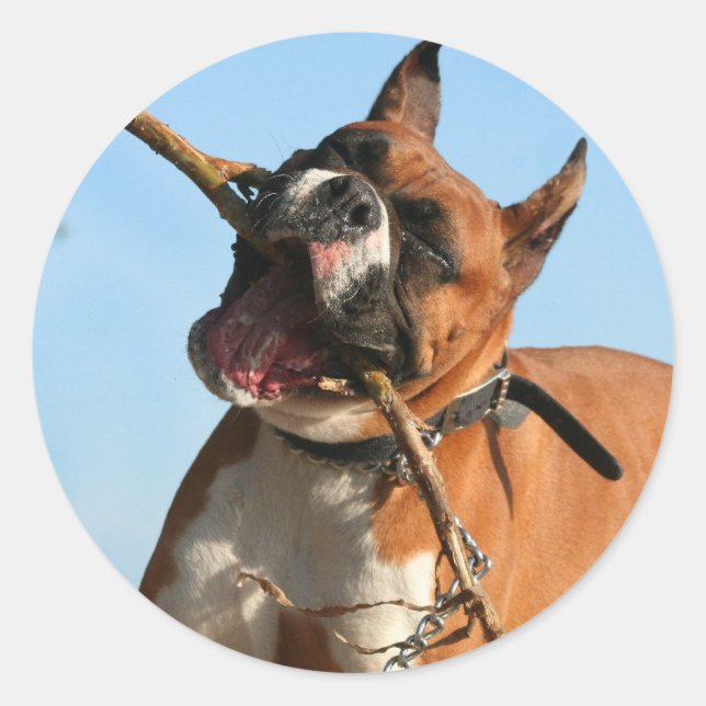 Pegatinas de Boxer (Anverso)