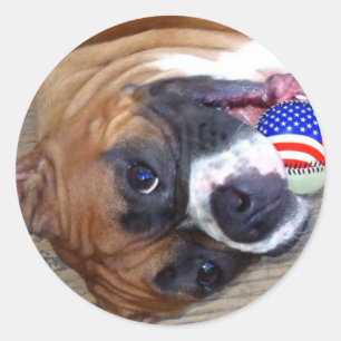 Pegatinas de Boxer