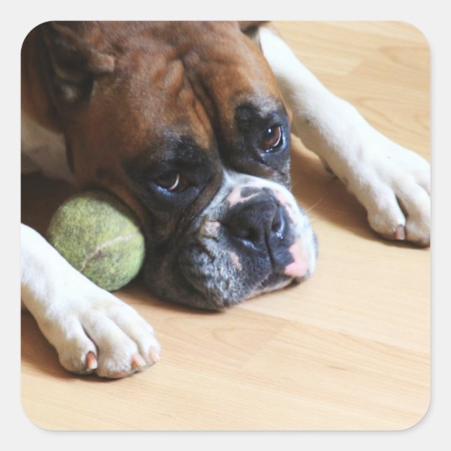 Pegatinas de Boxer Dog (Anverso)