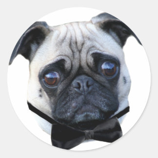 Pegatinas de Boy Pug
