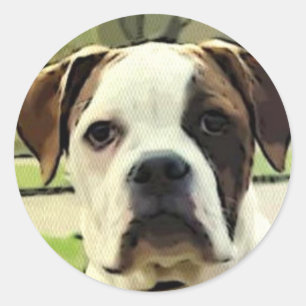 Pegatinas de bulldog de Estados Unidos