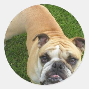 Pegatinas de Bulldog de Estados Unidos