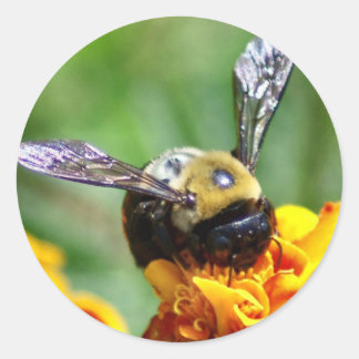Pegatinas de Bumble Bee