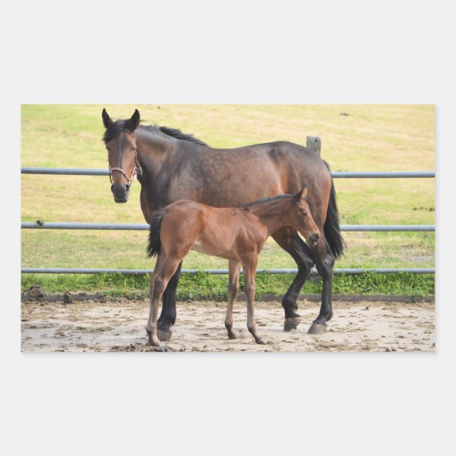 Pegatinas de caballos (Anverso)