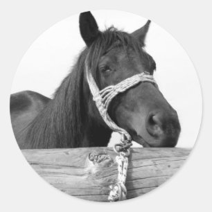 Pegatinas de caballos