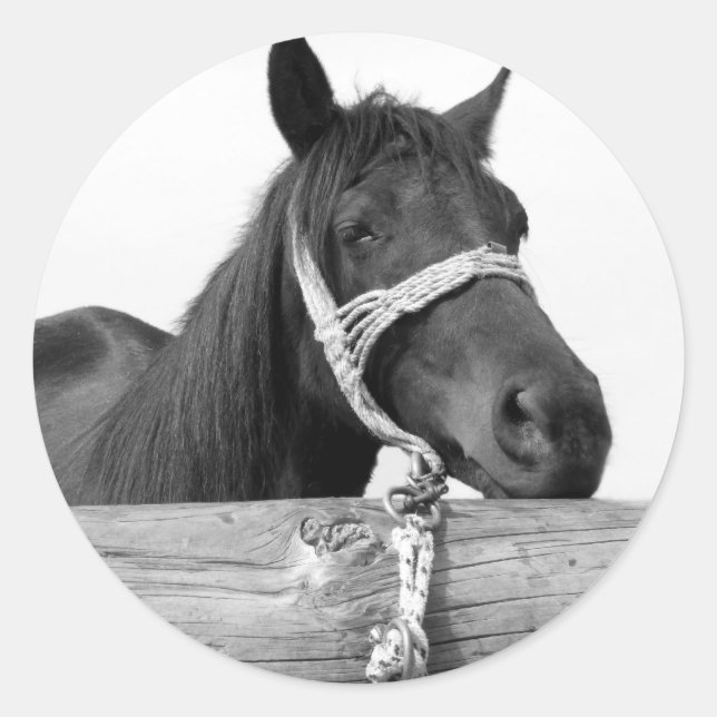 Pegatinas de caballos (Anverso)