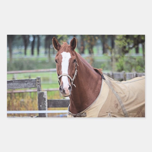 Pegatinas de caballos (Anverso)